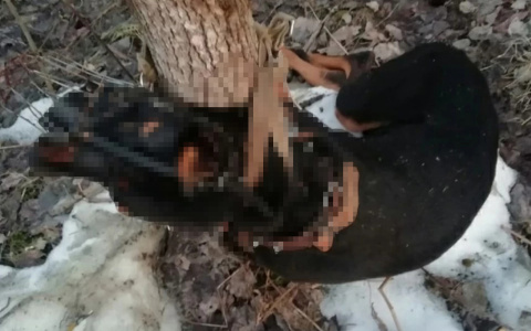 В Коми орудует живодер, который до смерти замучил добермана