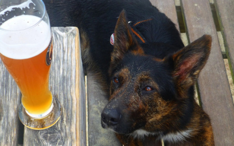 Ухтинцы останутся без чешского, ведь Россия может ограничить поставки пива из Чехии