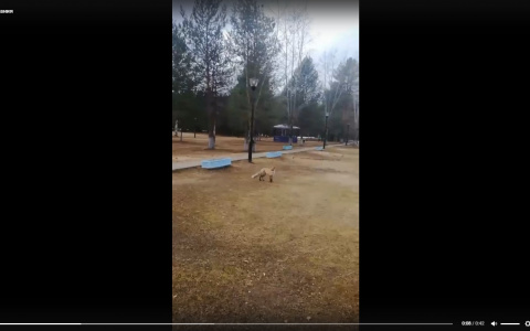 Жителей Коми напугала дикая лиса, которая устроила целое представление ради "печенюшек"