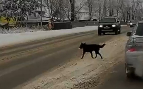 Жительница Коми заплатит за ремонт машины, под колеса которой выбежала ее собака