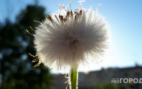 Дачникам грозит штраф, за одуванчики и мяту на участке