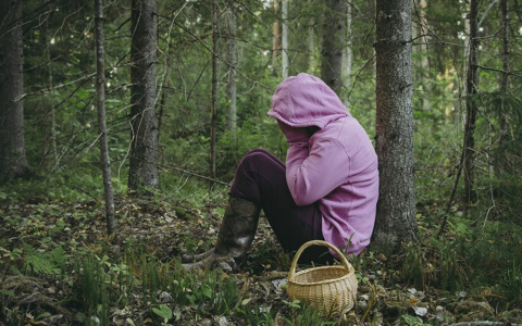 Вплоть до уголовной ответственности. Новые правила сбора грибов и березового сока