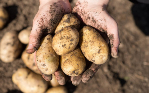 За выращивание картошки и овощей дачникам грозят новые штрафы