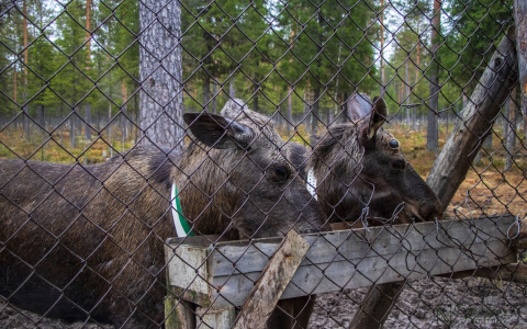 В Коми за "любовной" парой лосей ученые следят из космоса