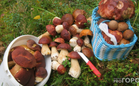 Россиянам объяснили правила сбора грибов, орехов и березового сока