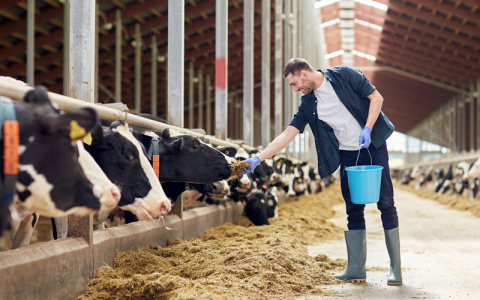 "А с ценами тогда что?". В Коми увеличилось производство мяса, яиц и молока