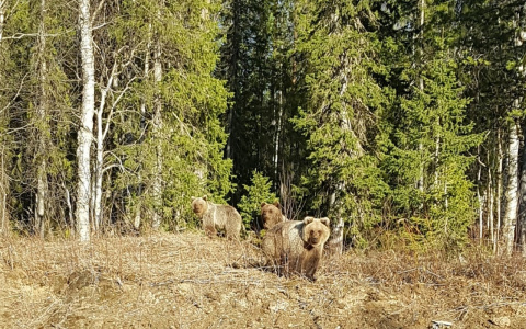 Под Сосногорском между Войвожем и Ираёлем на дорогу вышли три медведя