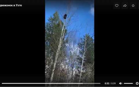 В Ухте собаки загнали медвежонка на дерево