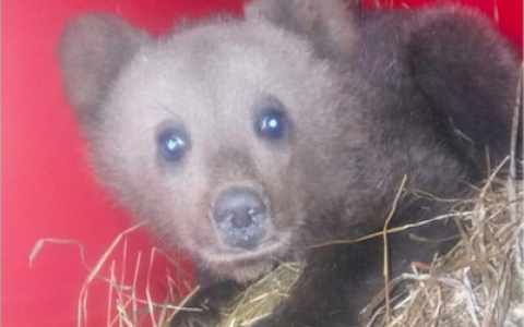 В Ухте неравнодушные жители борются за спасение медвежонка-сироты