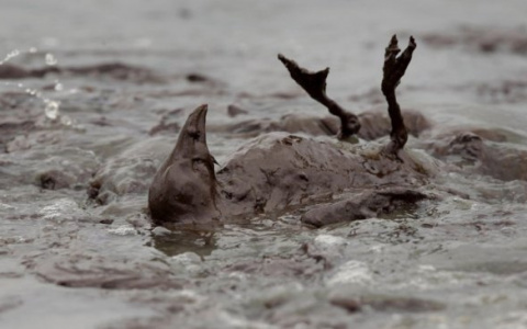 В Коми введен режим ЧС из-за аварии на нефтепроводе