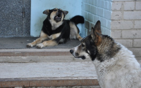 В Ухте суд взыскал полмиллиона рублей в пользу пострадавших от укусов собак