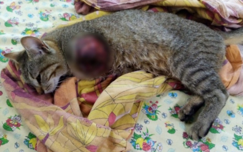 В Коми живодеры ради потехи отрубили лапу беззащитному котёнку