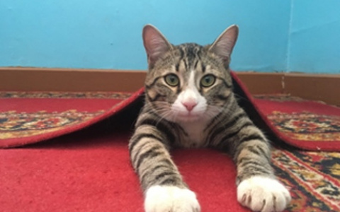 Музейный кот из Коми соревнуется за звание лучшего мяузейного кота в России