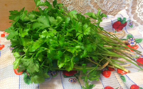 Дачникам и огородникам объяснили запрет на петрушку