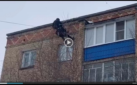 В Коми задержали наркоторговца, прямо на глазах его девушки