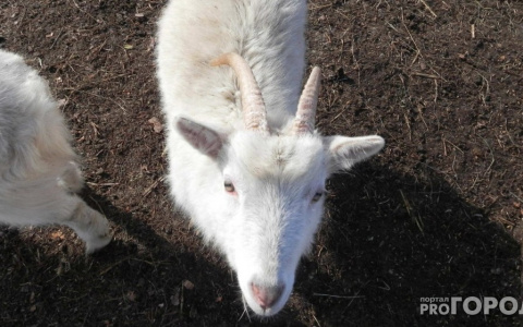 В Коми коза утонула в битуме из-за человеческой халатности. Теперь с виновником разбирается прокуратура