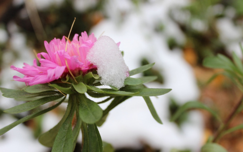 Предупреждение от синоптиков: в Коми грядут заморозки