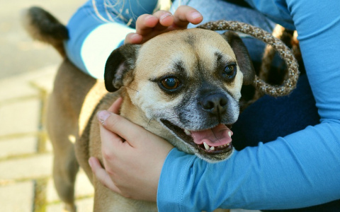 В Ухте отлов безнадзорных собак происходил с серьезными нарушениями