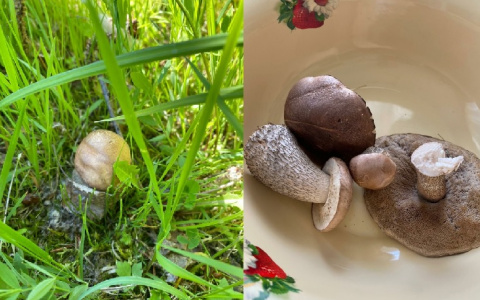 "Все в лес!": в Коми открыли грибной сезон
