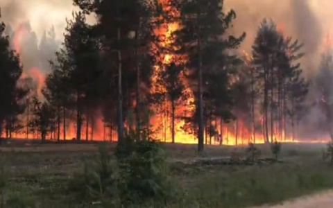 В Коми гроза сожгла участок леса