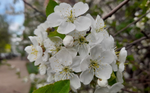 На следующей неделе погода вновь порадует Ухту необычными явлениями