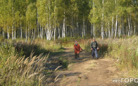 "Убежал в лес под белочкой": на делянке под Ухтой пропал вахтовик