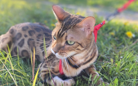 В лесах Коми две недели выживает домашний бенгальский кот