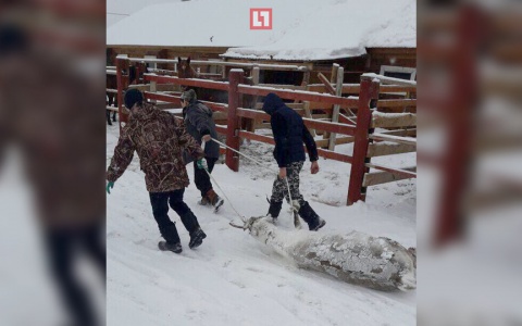Двое оленей умерли на съезде оленеводов объевшись до смерти