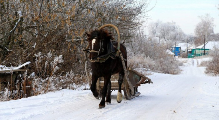 Фото гужевой повозки с лошадью