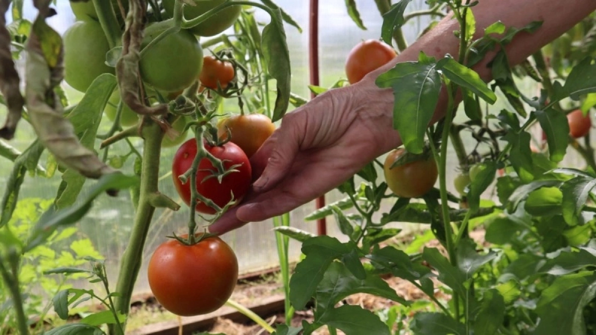 Сажаю только эти 2 сорта помидоров — и нарадоваться не могу: слаще меда и весом под 1 кг