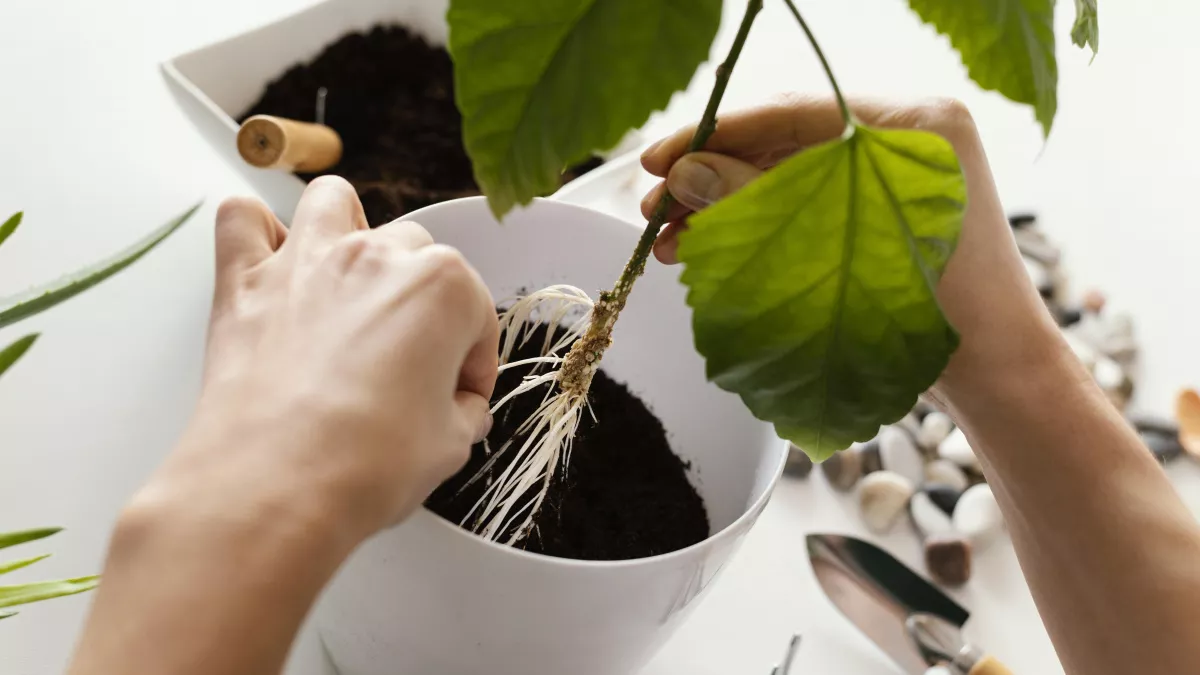 Не аспирин: крошу в воду для черенков 1 таблетку — за неделю даже розы и королевские герани изобилуют корнями