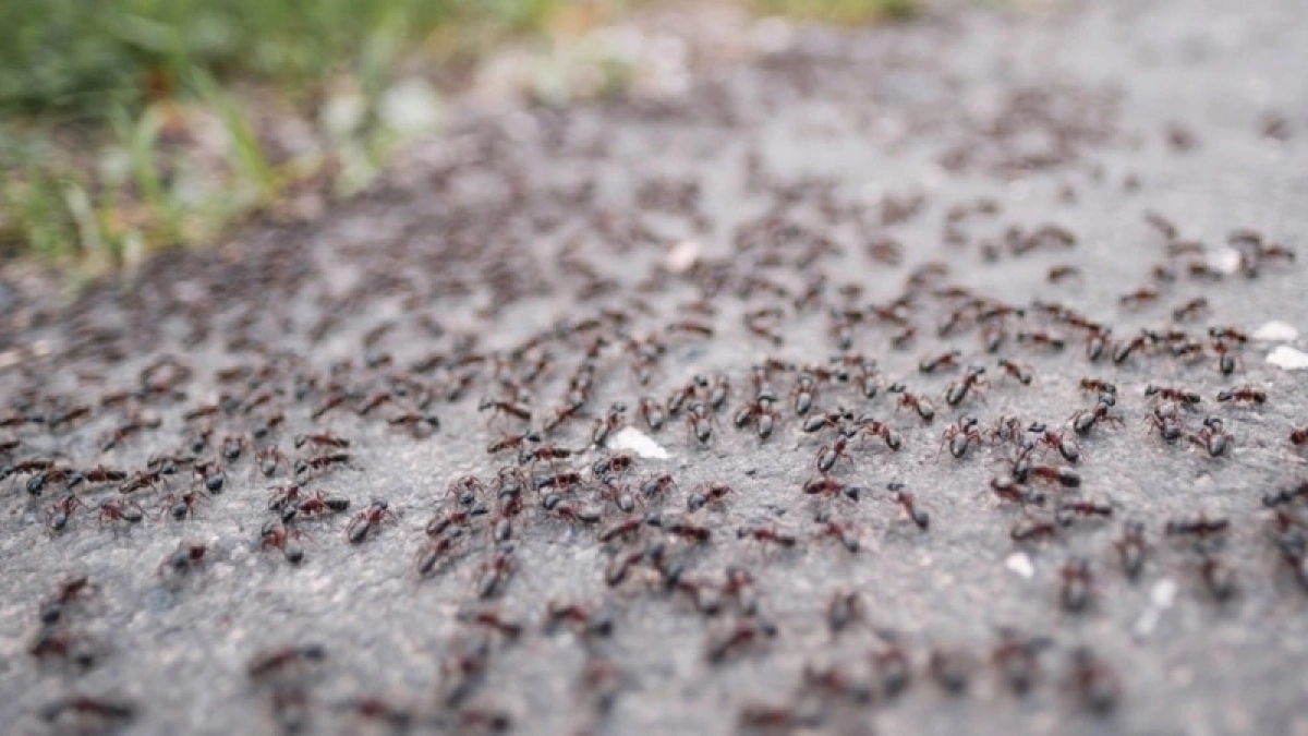 Засыпаю крупу в бутылку — и муравьи не успевают даже пощады попросить: сами уничтожат муравейник «в пыль»