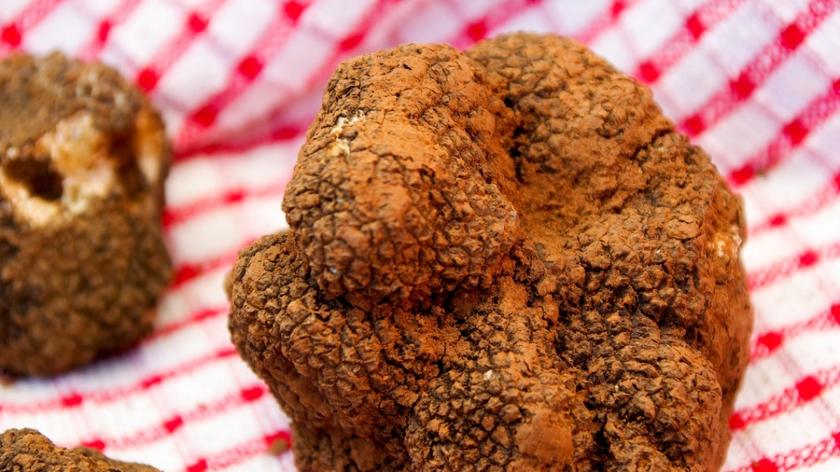 Грибы, которые можно есть сырыми: ТОП-4 из них — самые вкусные