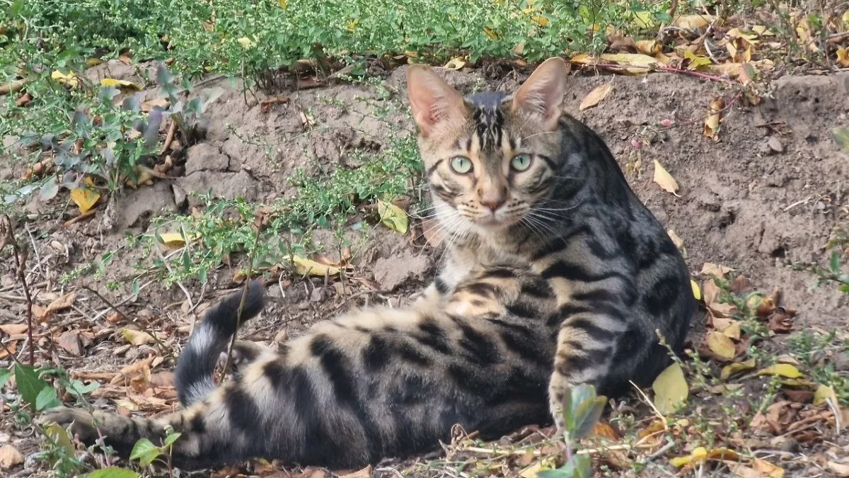 Почему кошки «сходят с ума» от мяты — и почему она действует не на всех