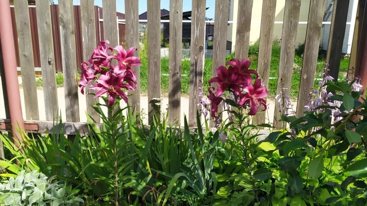 Какие цветы пора сажать в марте 2026 года: важно знать, чтоб не опоздать - список по регионам