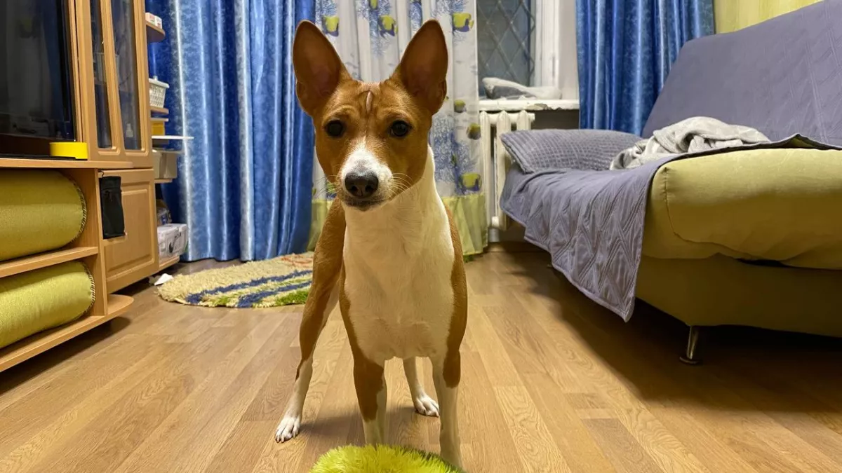 8 пород собак, которые не пахнут — идеальный выбор для квартиры