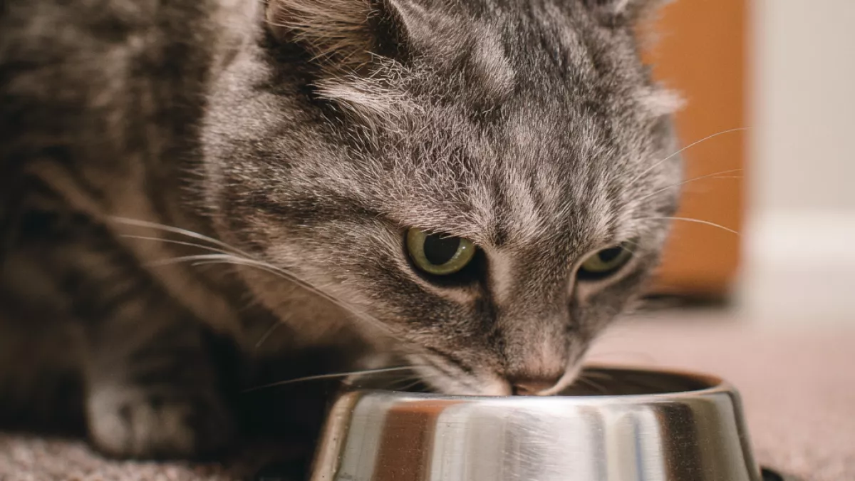 Мясо или сухой корм: что на самом деле нужно кошке для долгой и здоровой жизни - запомните раз и навсегда