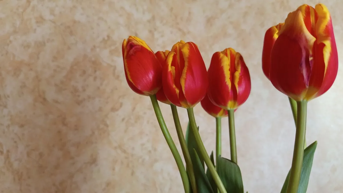 Жители столицы Коми рассказали, сколько готовы потратить на цветы к 8 Марта