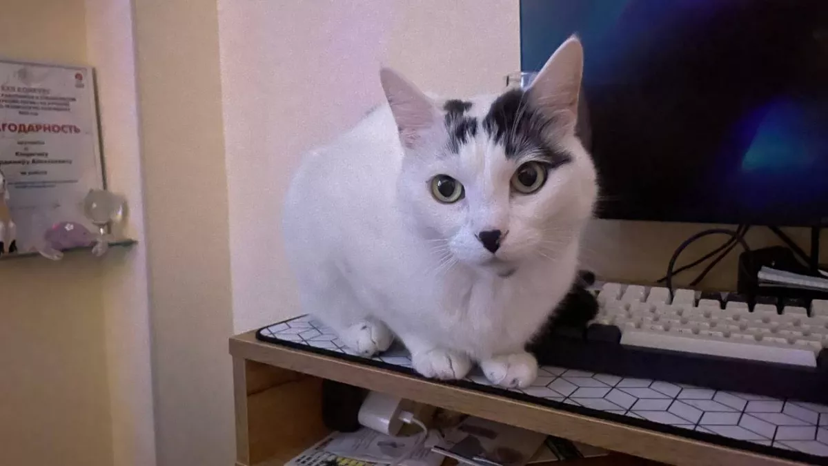 Сколько лет на самом деле живут кошки: ветеринары назвали средние цифры и секреты долголетия