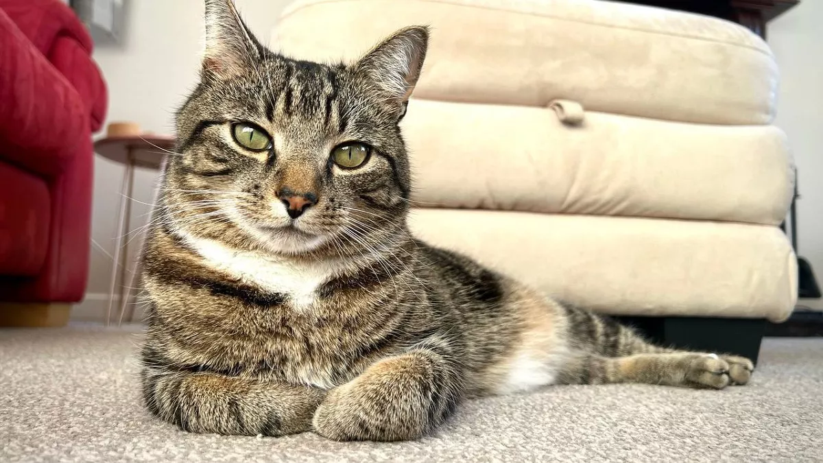 Дорогой друг: посчитали, сколько стоит завести кота или собаку - вот что вышло