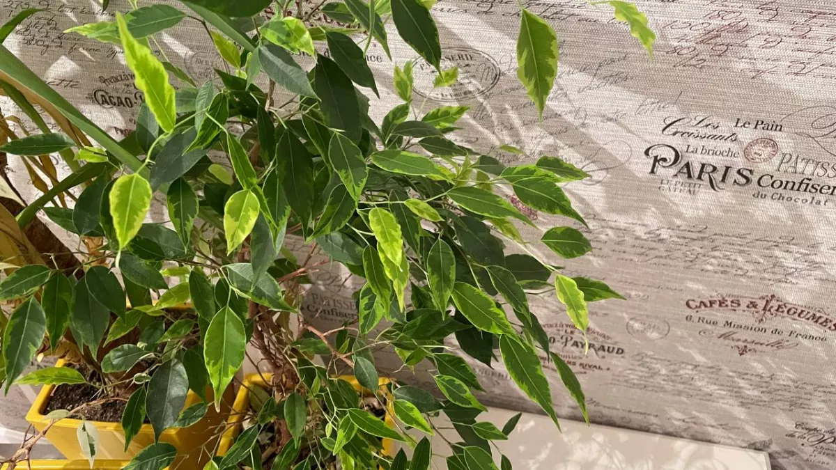 Фикус попрет ввысь как бешеный: полейте его "мертвой водой" — корни полезут даже из воздуха