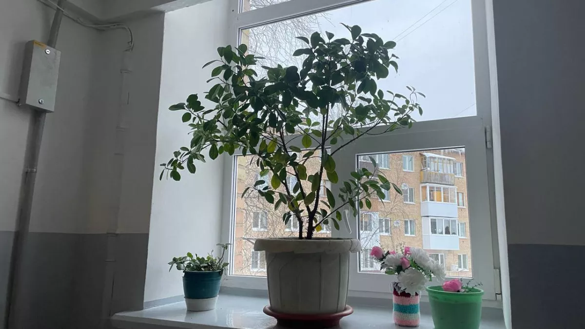 Три растения, которые нельзя держать в спальне: они высасывают энергию и мешают спать