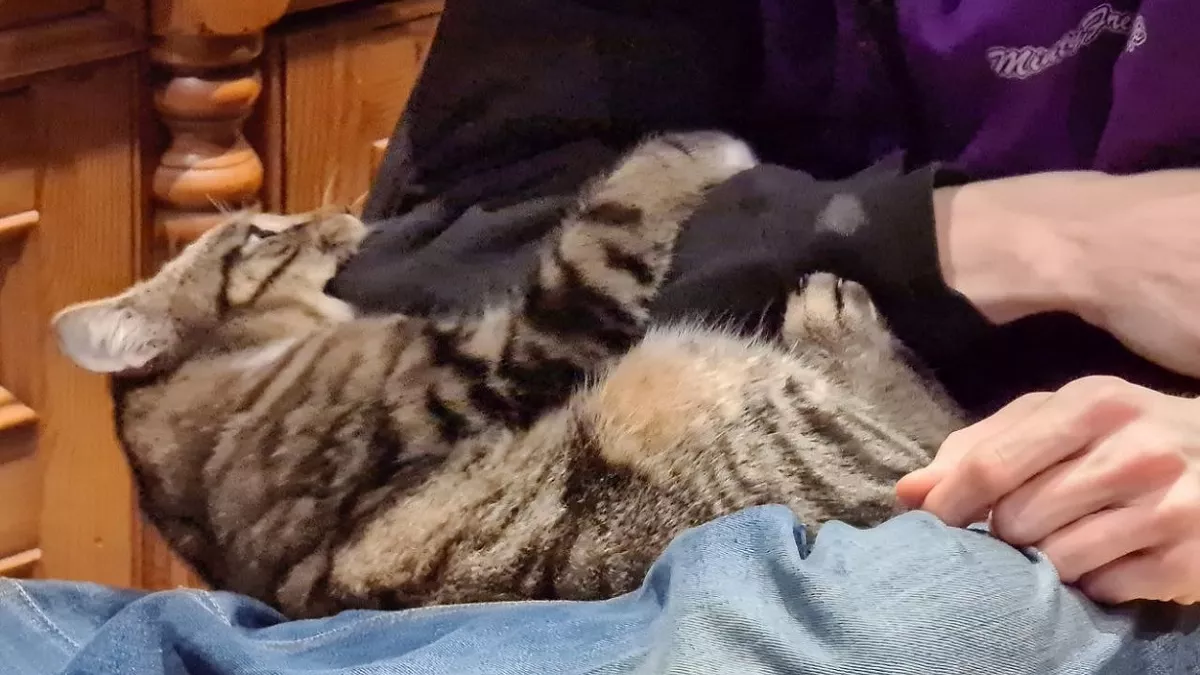 Стало известно как мурлыканье кошки влияет на человека: психология и физиология