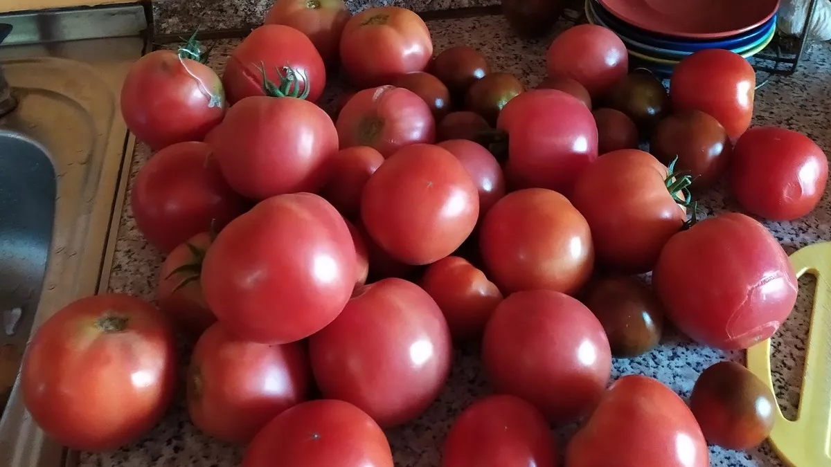 Когда не терпится посеять. Вот 4 урожайных и проверенных томата - плоды будете собирать ведрами