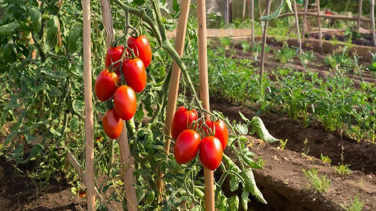 Эти 10 сортов помидоров растут сами – посадил и забыл: настоящие выручалочки для занятых дачников