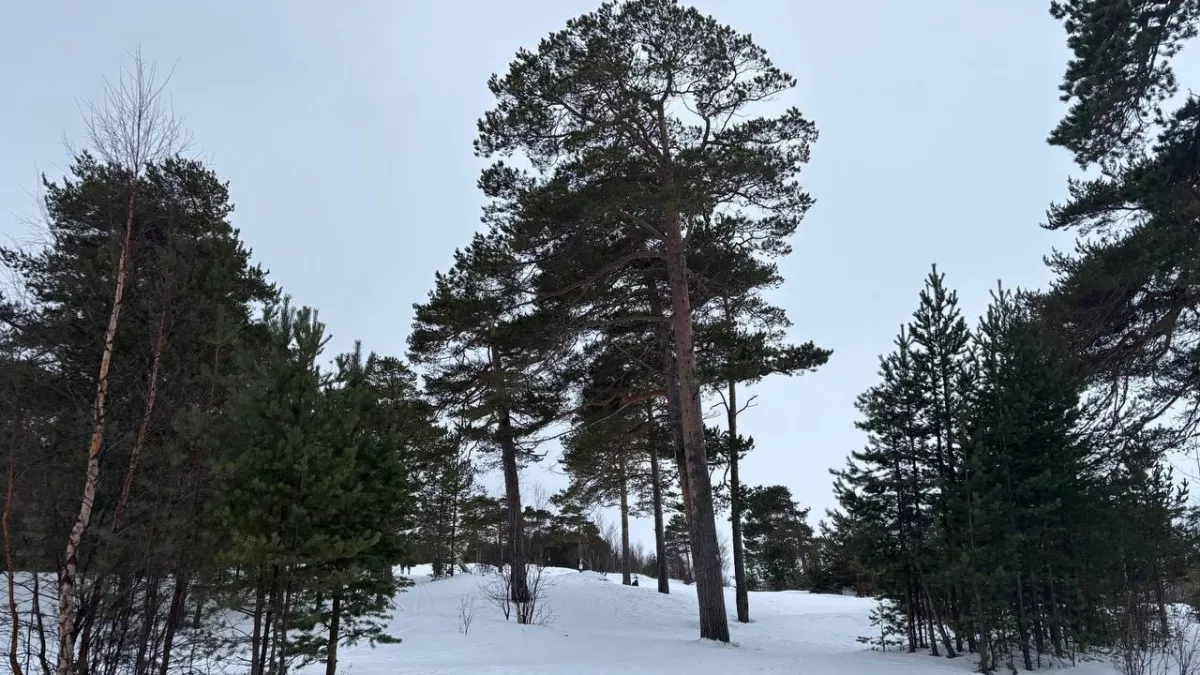 По прогнозу погоды на 8 марта Коми останется во власти мороза