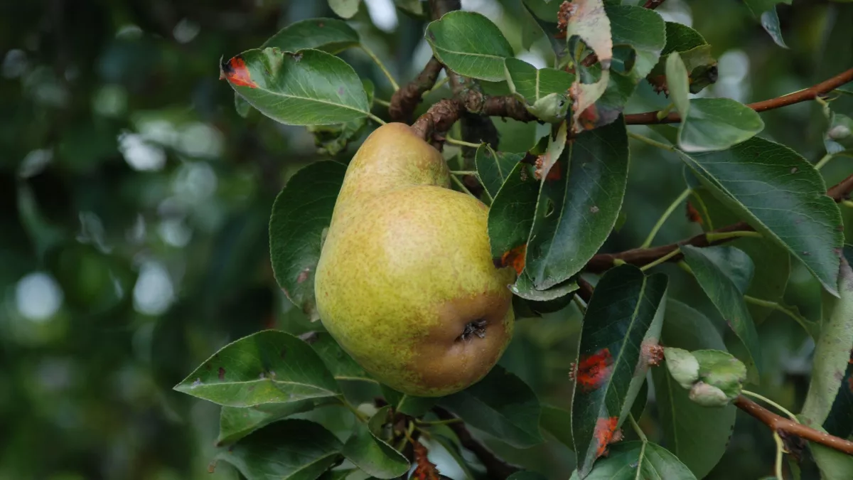 Весенний запуск груши: что нужно сделать до распускания почек, чтобы забыть о болезнях на всё лето