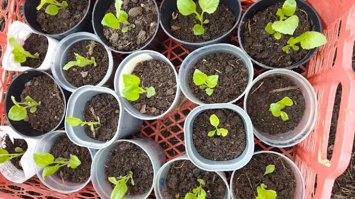 Вот что нужно сеять в марте: полный список культур для рассады — цветы и овощи 