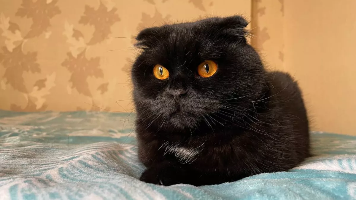 Кошка не прощает предательства? Эксперт объясняет, что на самом деле стоит за ее холодностью после вашего отпуска