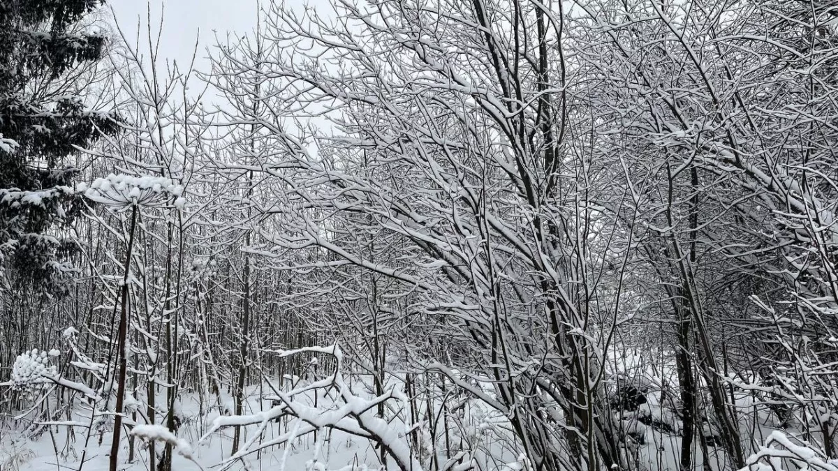 На неделе атлантический циклон сломает зимний сценарий погоды в Коми